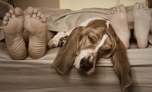 A Basset Hound sleeping on the bed in between the feet of its owners