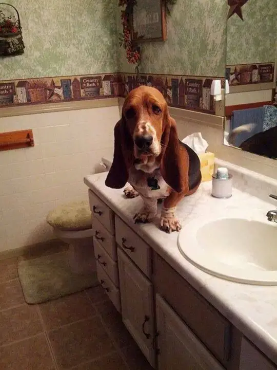 Basset Hounds on top of the bathroom sink