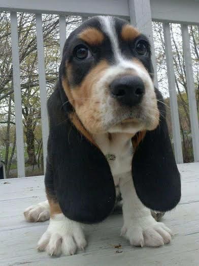  basset hound puppy sitting on the floor with its long ears almost on the floor