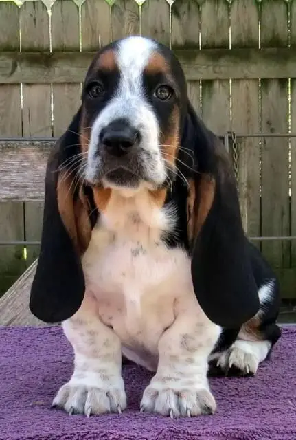  basset hound sitting on the table in the backyard