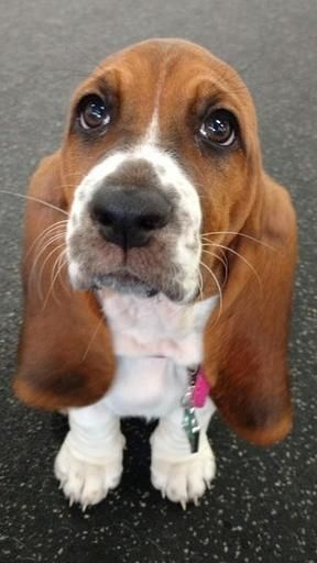 Basset Hound dog with puppy eyes