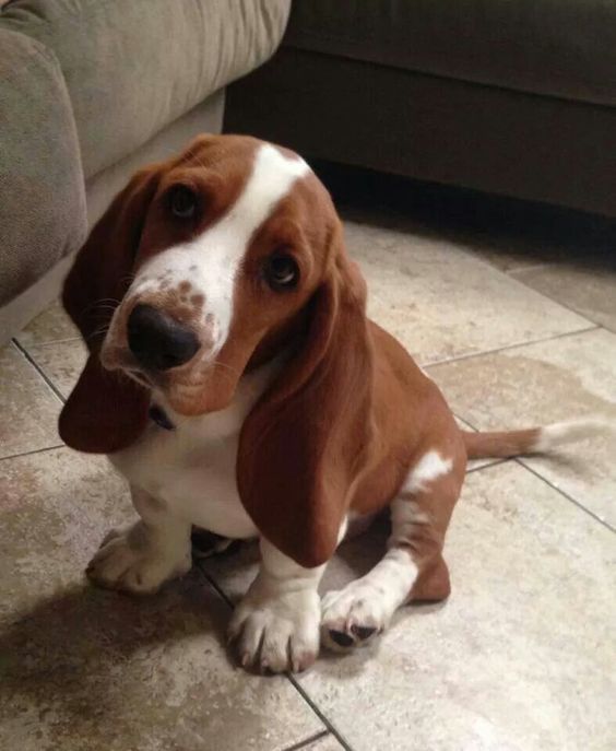 Basset Hound puppy with a sad face