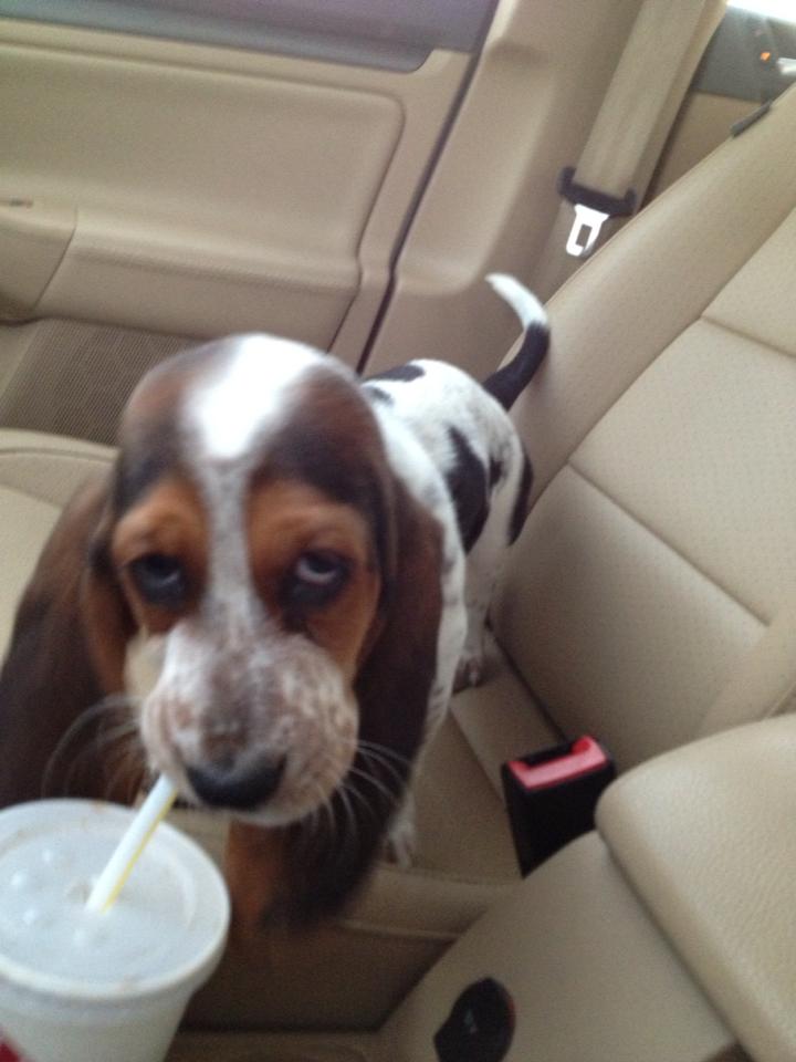 basset hound drinking coke in the car