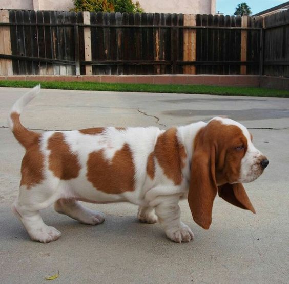 basset hound walking on the street