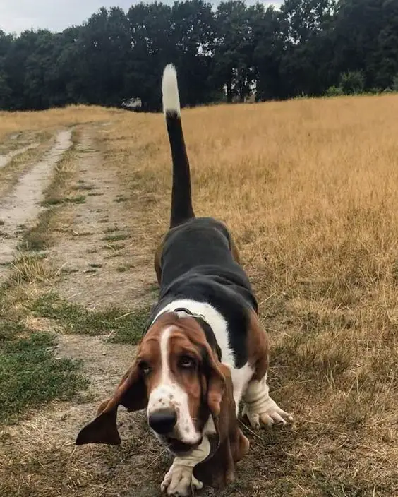  basset hound running in the field