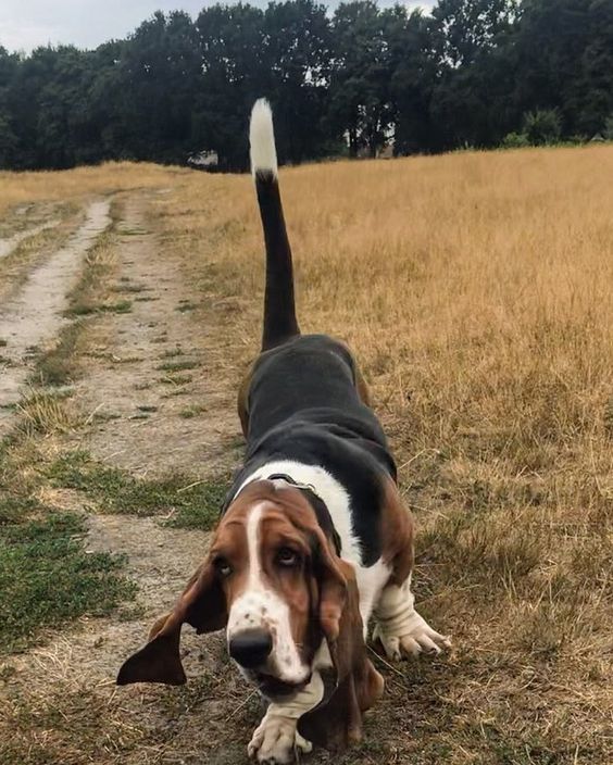 basset hound running in the field