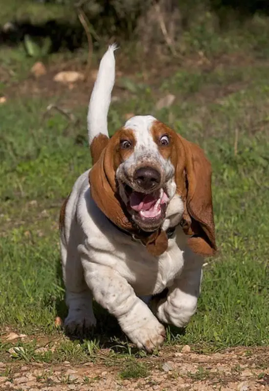 A Basset Hound running at the park with its mouth wide open