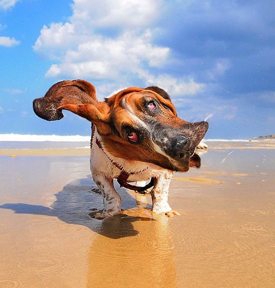 Basset Hound dog shaking off water at the beach