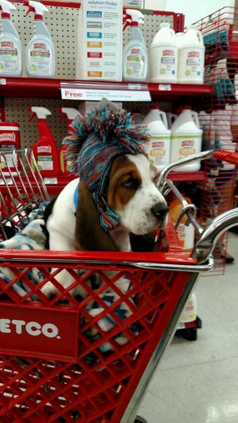 basset hound in its grumpy face sitting in the pushcart at the grocery store while wearing a colorful stylish beanie