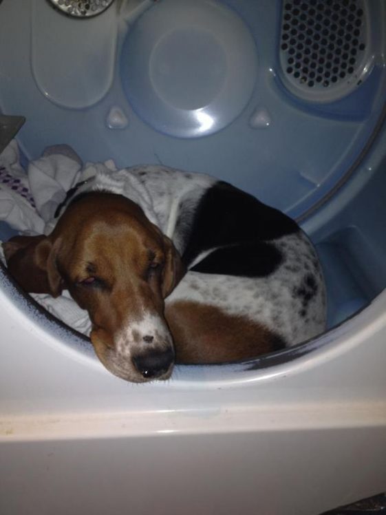 Basset Hounds sleeping in the washing machine