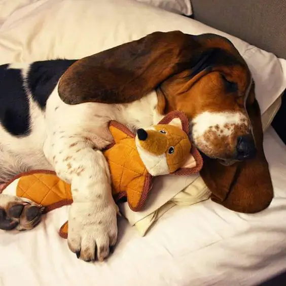 A Basset Hound sleeping on the bed while hugging its fox stuffed toy