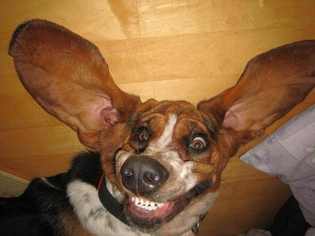 A Basset Hound lying on the floor while smiling with its ears spread out