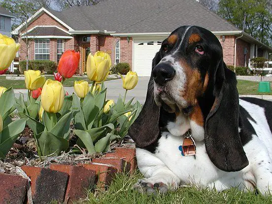  basset hound resting on the lawn beside the tulip flowers