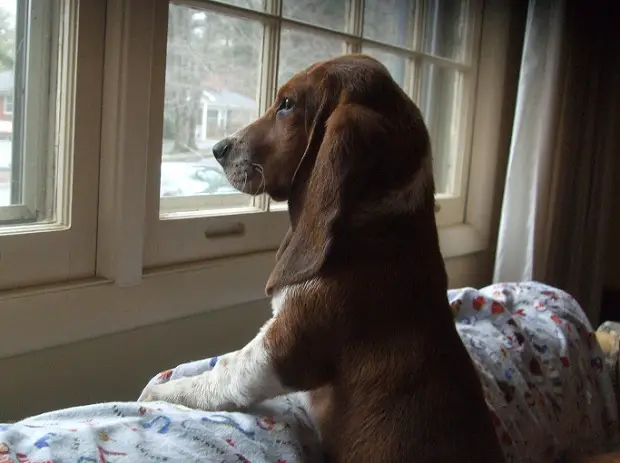 A Basset Hound puppy leaning towards the couch while staring at the window