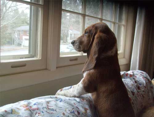 Basset Hound puppy watching thru the window