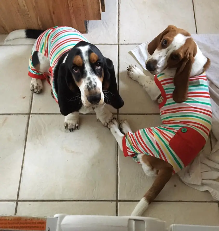 two Basset Hounds in their matching colorful stripped one piece while lying on the floor