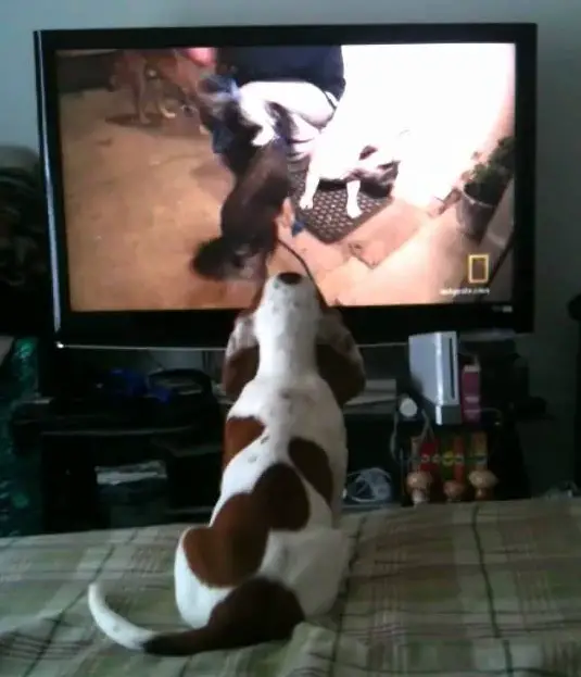A Basset Hound puppy sitting on the bed watching the TV