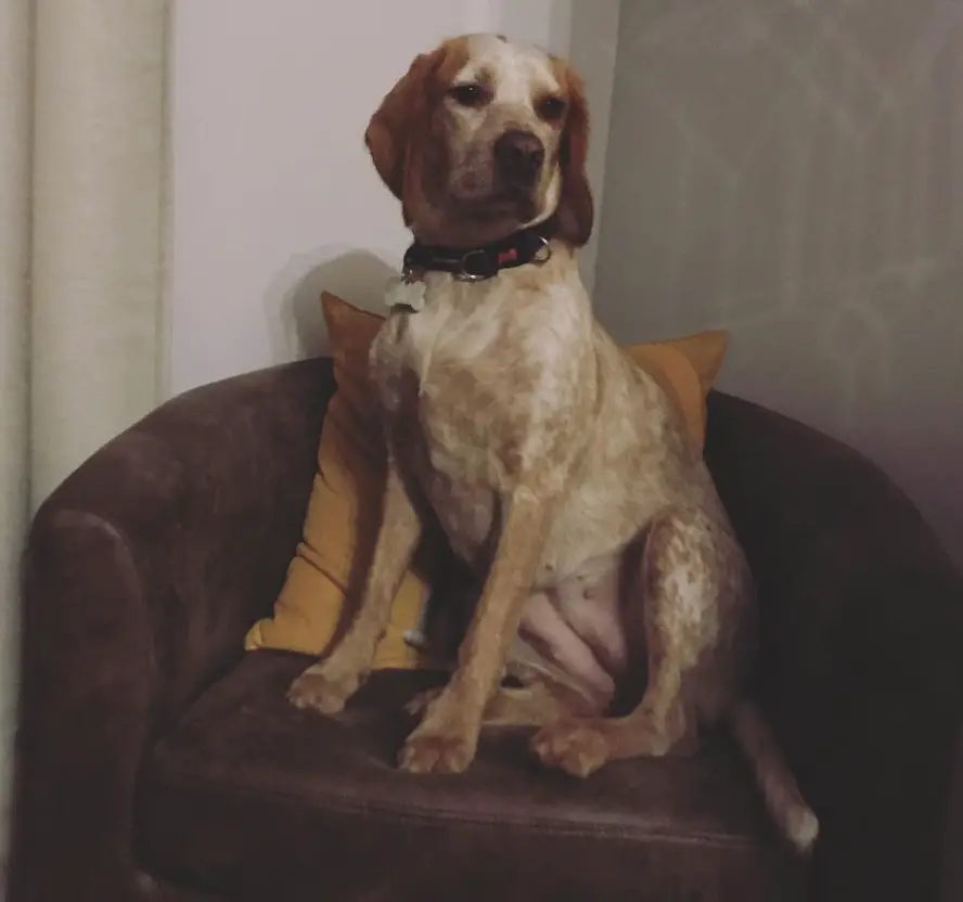 Bocker Spaniel sitting on the sofa