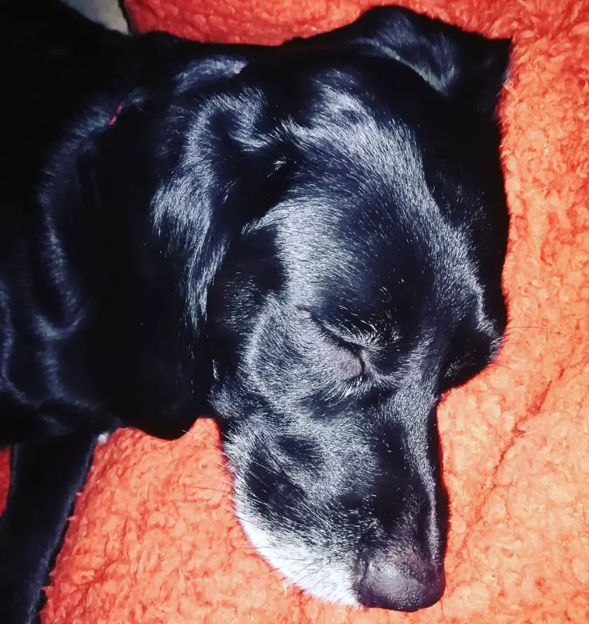 Bocker Spaniel dog soundly sleeping on its bed at night