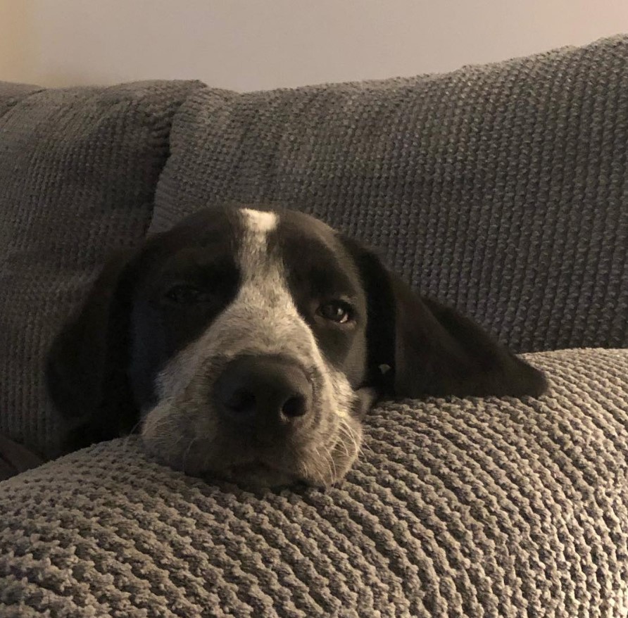 sleepy Bocker Spaniel lying on the couch