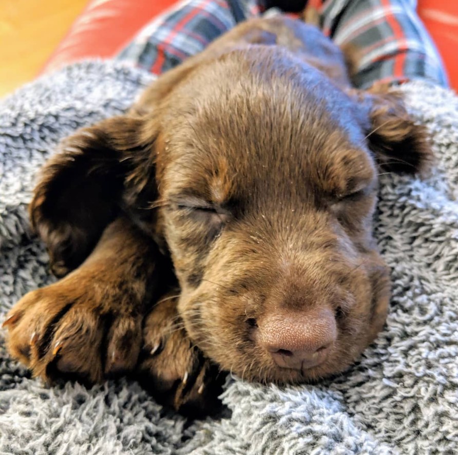 Bocker Spaniel puppy soundly sleeping on a woman's lap