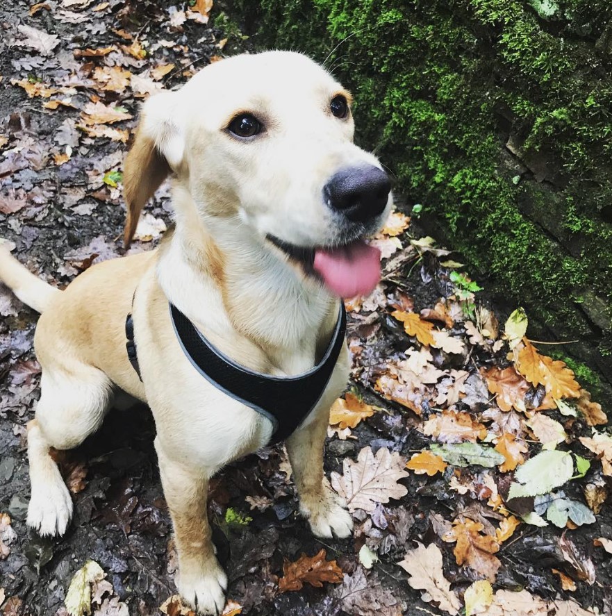 a happy Bocker Spaniel sticking its tongue out while sitting on the ground with fallen dried leaves next to a wall with moss