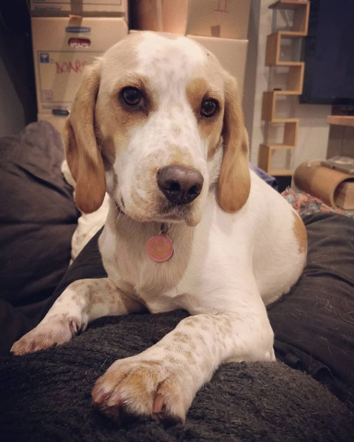 beagle x cocker spaniel for sale