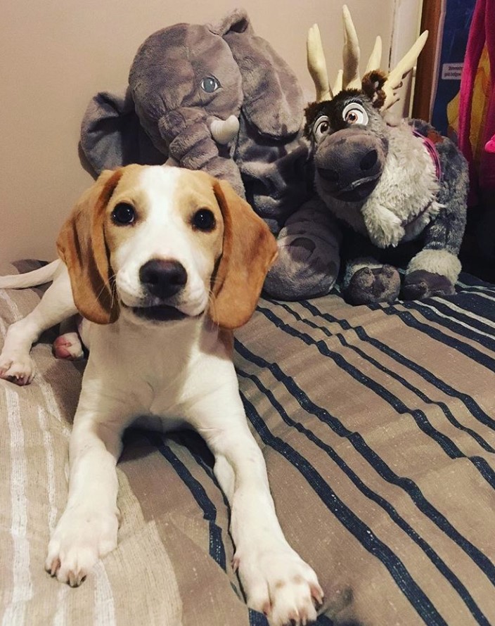 Bocker lying on the bed with its stuffed toys behind him