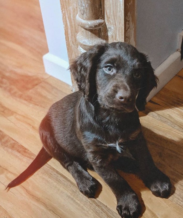 Bocker Spaniel puppy sitting on the floor while looking up with its innocent face