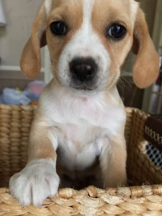 Bocker Spaniel puppy standing up inside a basket