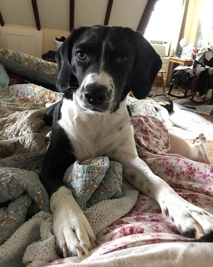 Bocker lying on the bed