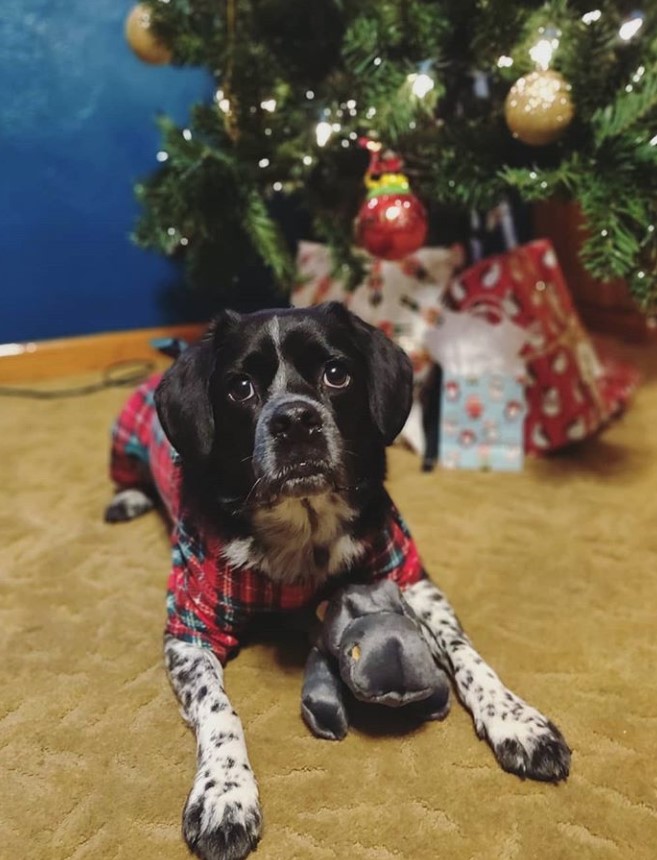 Beaker wearing a checkered shirt while lying down on the floor under the christmas tree