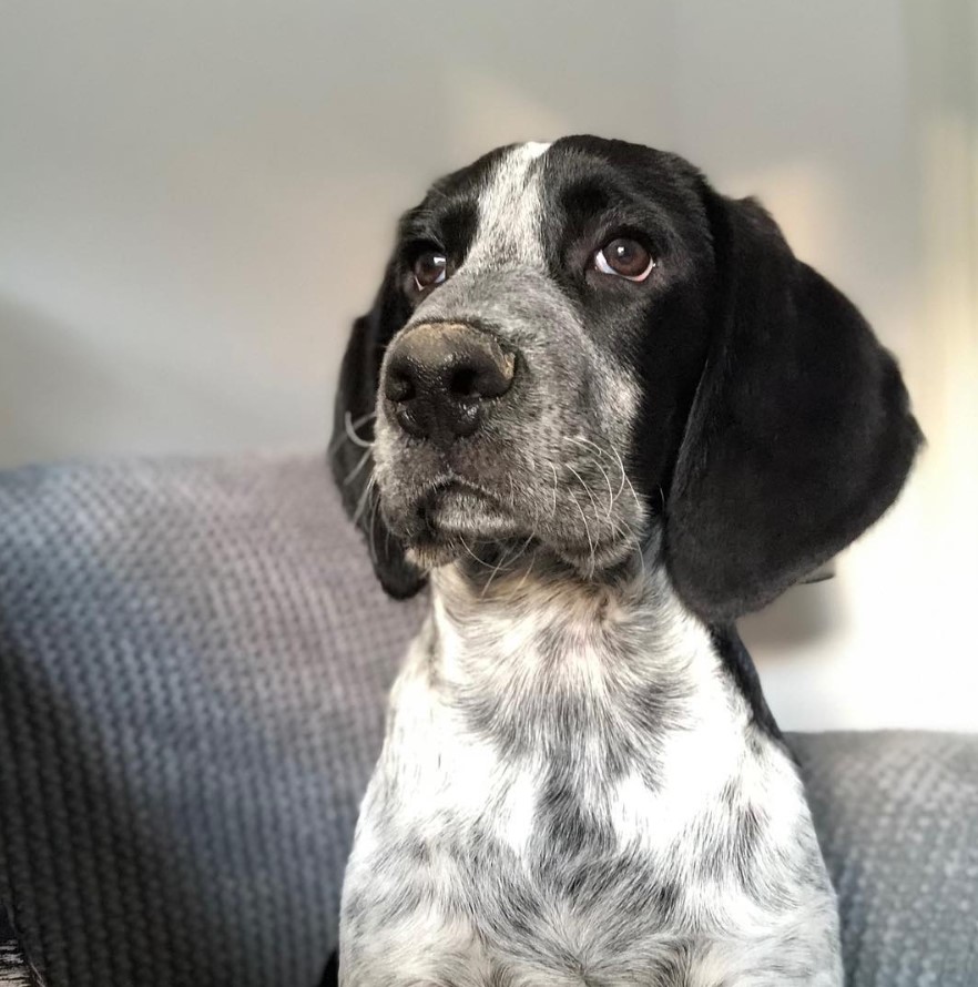 Bocker Spaniel sitting on the couch while lookin up