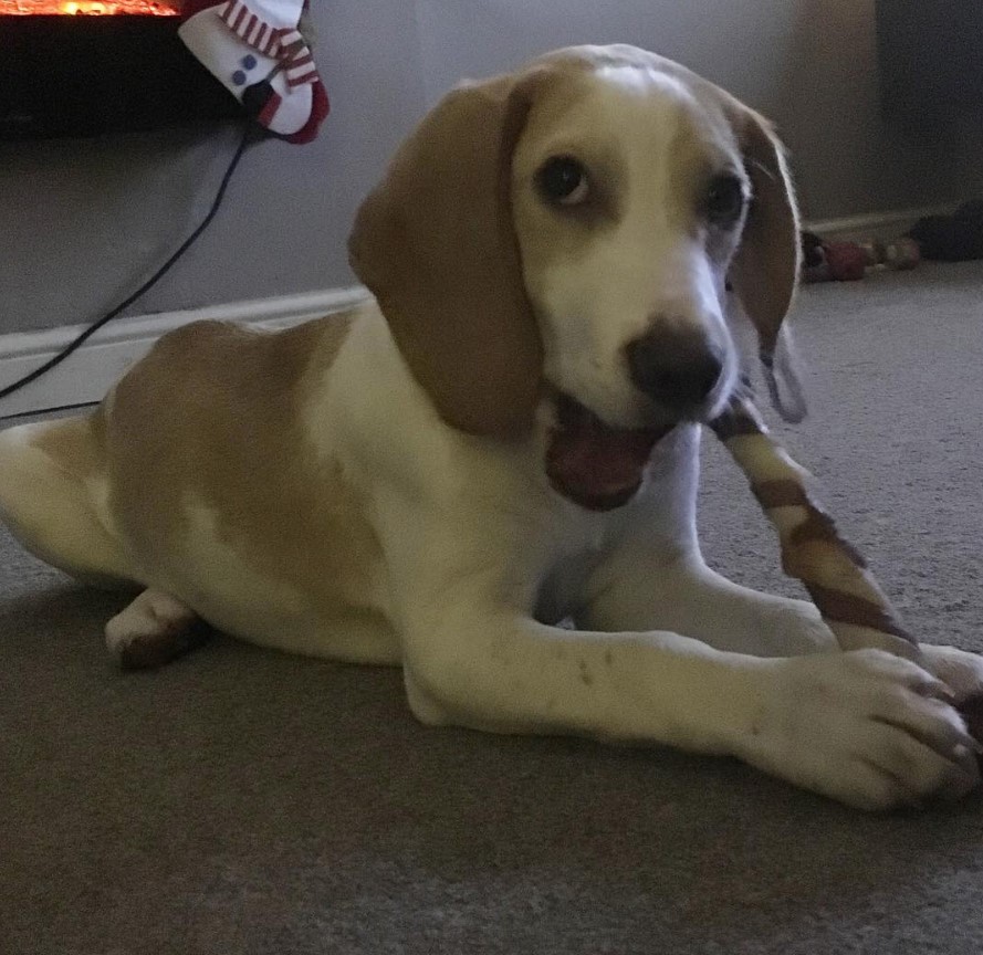  Bocker dog lying on the floor while biting something