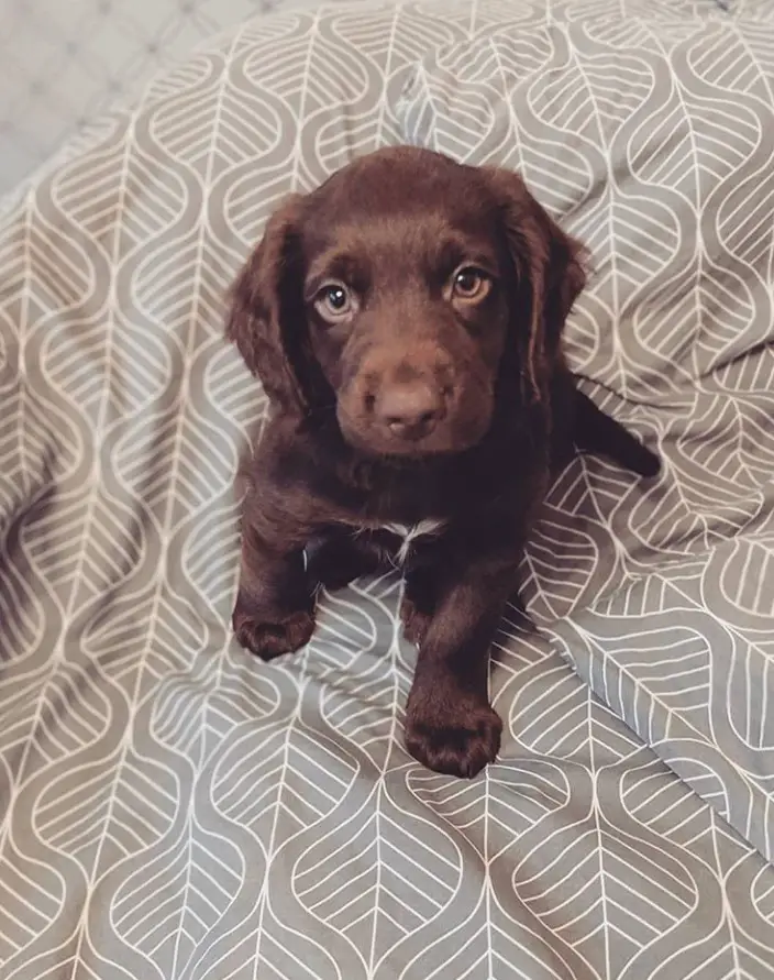 Bocker puppy sitting on the bed with its adorable face