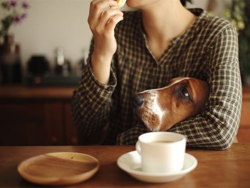  basset hound in the arms of its owner while watching her eat