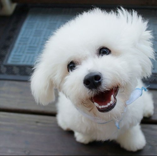 happy Bichon Frise sitting on the wooden floor