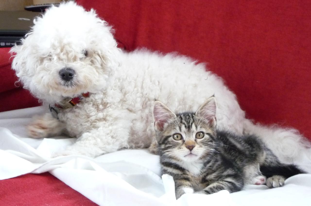 Bichon Frise on the couch with a cat