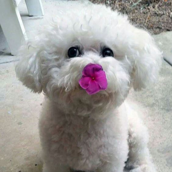 Bichon Frise sitting on the floor with a purple flower in its nose
