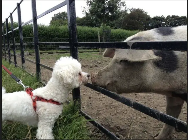 Bichon Frise getting to know the pig behind the fence