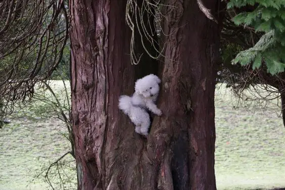 Bichon Frise climbing on a tree