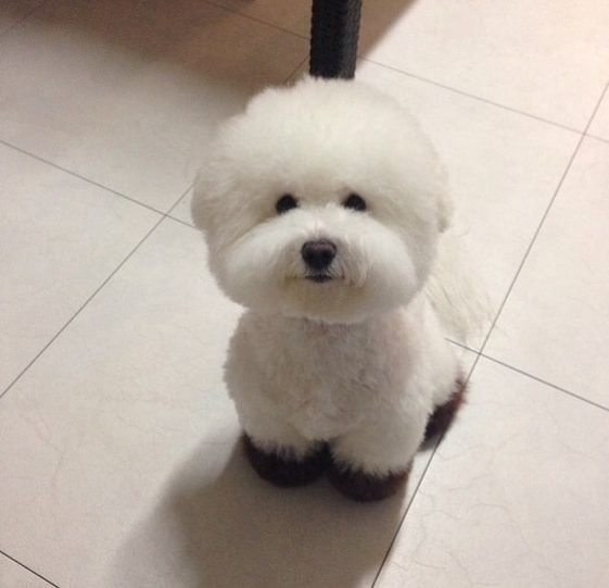 25+ Best Toys for Bichon Frises The Paws