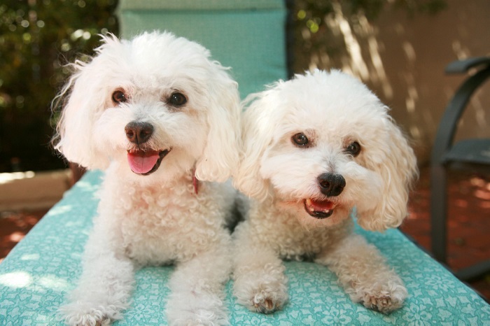 two Bichon Frises lying on the bed outdoors while smiling