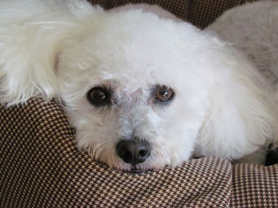 Bichon Frise's face on top of the pillow