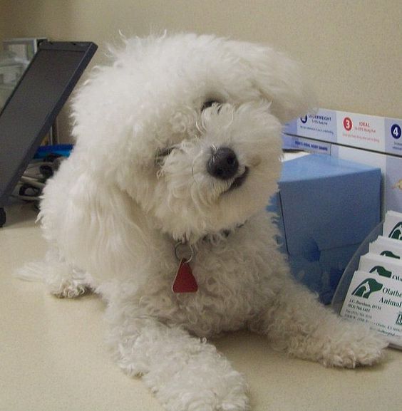 Bichon Frise on top of the table while tilting its head