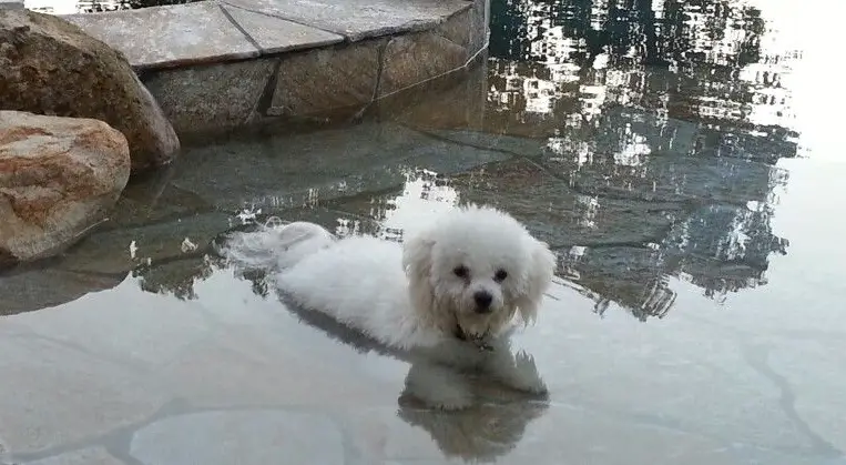 Bichon Frise in the water