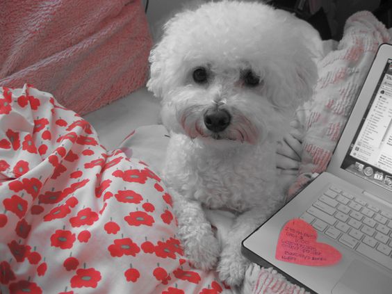 Bichon Frise lying on the bed beside the laptop