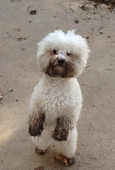 Bichon Frise standing up while its mouth, hands, and feet are covered in mud