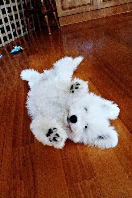Bichon Frise dog lying on the floor with its back