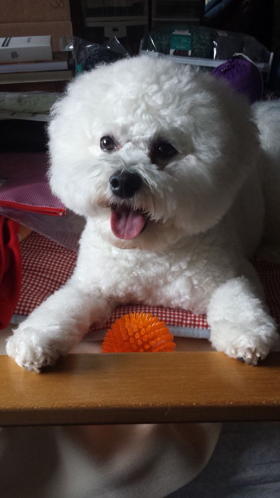 excited Bichon Frise with a ball in front of it